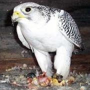 Falco rusticulus - girifalco
